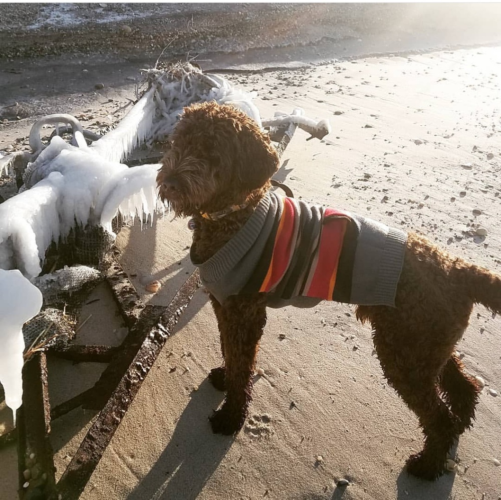Cozy Dog Sweater